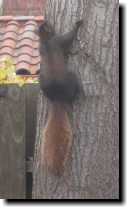 [Black squirrel with a red tail]