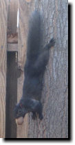 [black squirrel LB hanging by his feet]