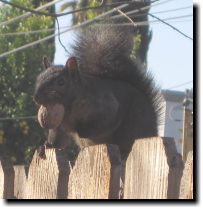 [LB, or Little Blackie, our black squirrel]