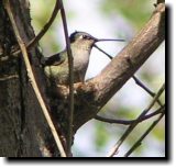 [ Anna's hummingbird female ]