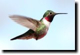 [ Broad-tailed hummingbird ]