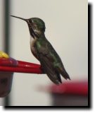 [ Calliope hummingbird ]