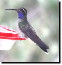 [ Blue-throated hummingbird ]