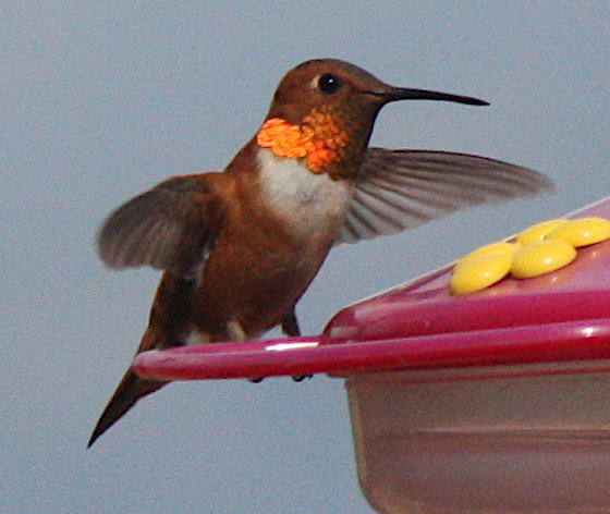 [Rufous hummingbird]