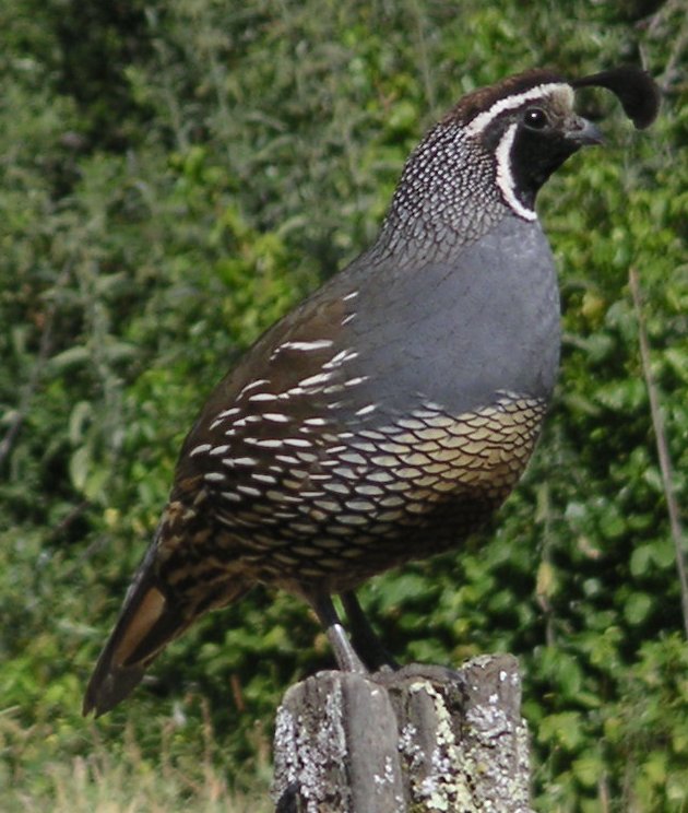 [California quail]