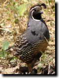 [ California quail ]