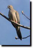 [ Mourning dove ]