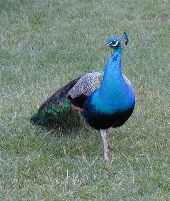 [Peacock]