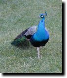[ Peacock ]