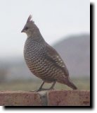 [ Scaled quail ]