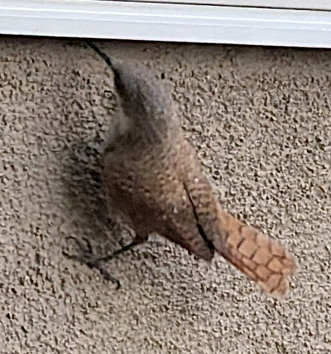 [Canyon wren]