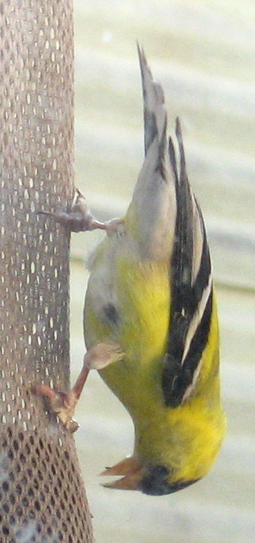 [American goldfinch]