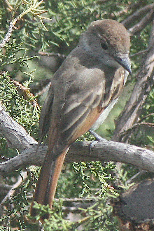 [Ash-throated flycatcher]