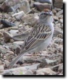 [ Chipping sparrow ]