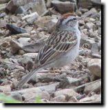 [ Chipping sparrow ]