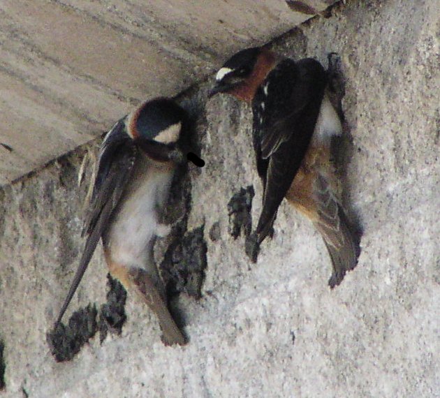 [Cliff swallow]