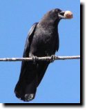[ Common crow ]