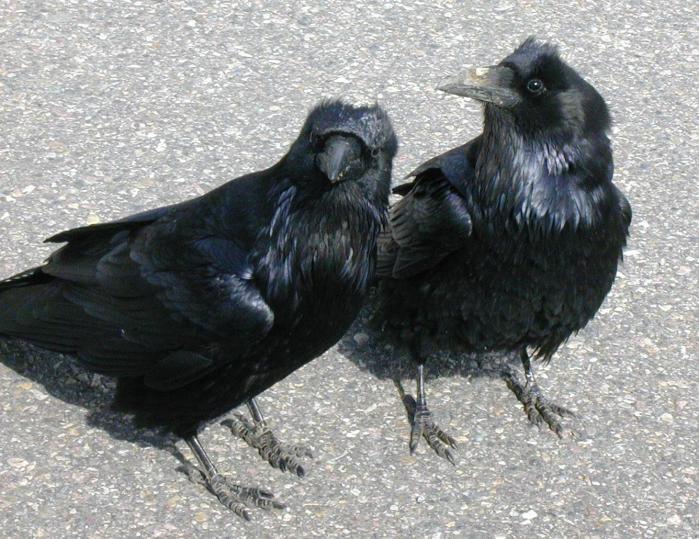 [Common raven]