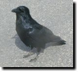 [ Common raven ]