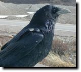 [ Common raven ]
