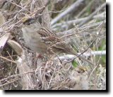 [ Golden-crowned sparrow ]