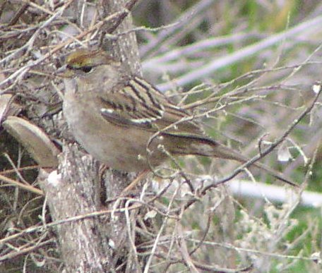 [Golden-crowned sparrow]