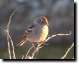 [ Golden-crowned sparrow ]