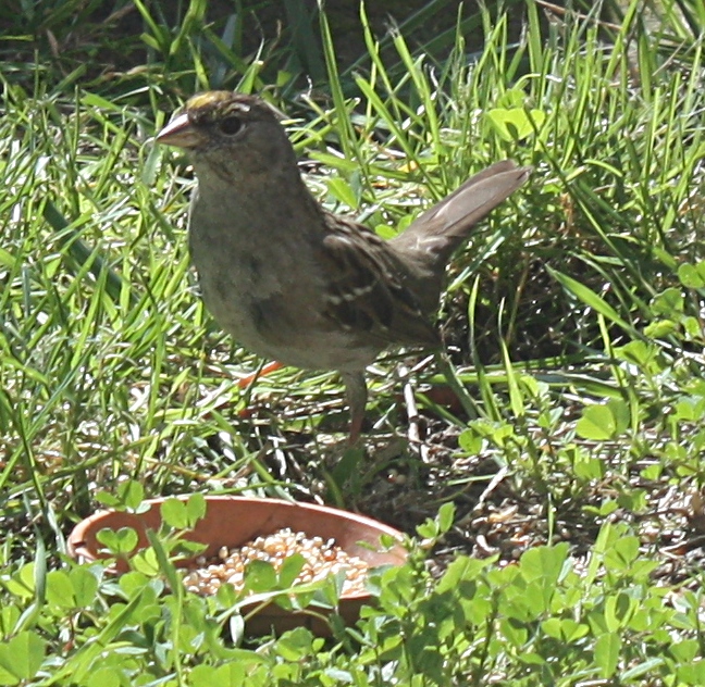 [Golden-crowned sparrow]