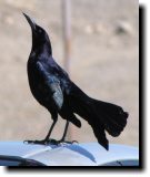 [ Great-tailed grackle ]