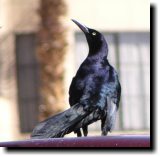 [ Great-tailed grackle ]