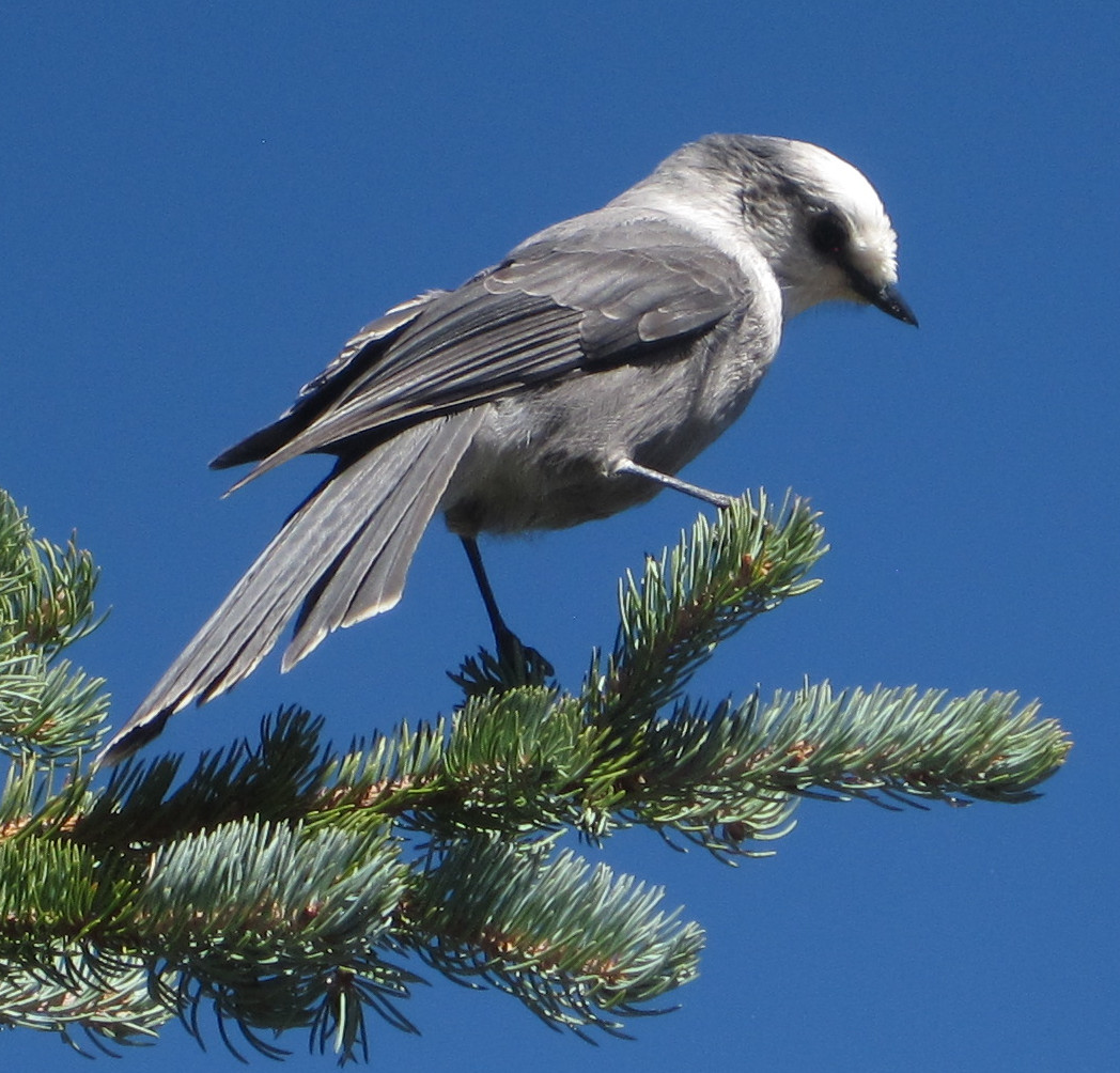 [Grey jay]