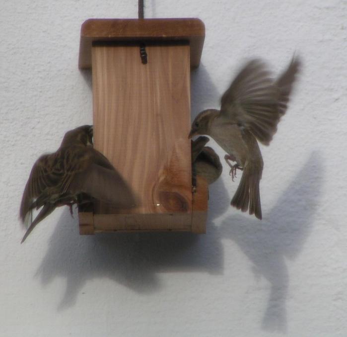 [European house sparrow]
