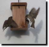 [ European house sparrow ]