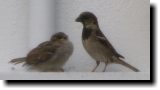 [ European house sparrow ]