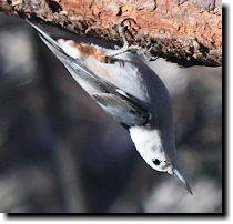 [ White-breasted nuthatch ]
