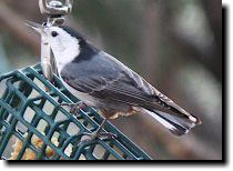 [ White-breasted nuthatch ]
