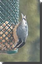 [ Red-breasted nuthatch ]