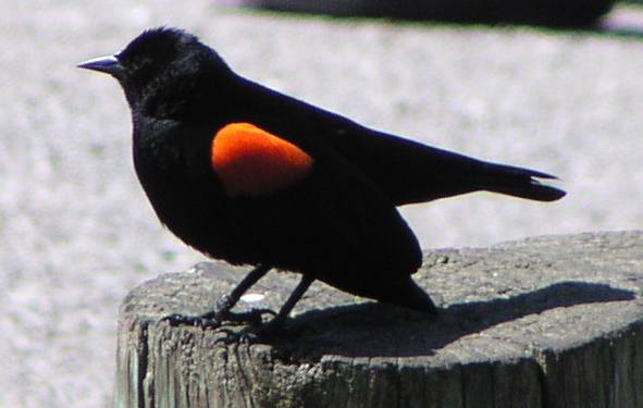 [Red-winged blackbird]