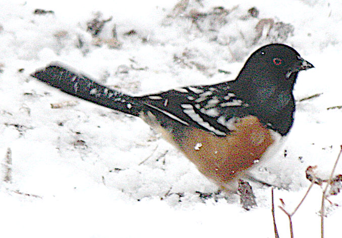 [Spotted towhee]