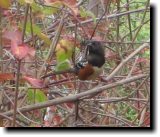 [ Spotted towhee ]