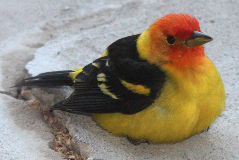 [Western tanager]