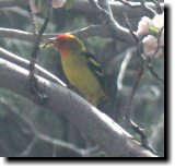 [ Western tanager ]