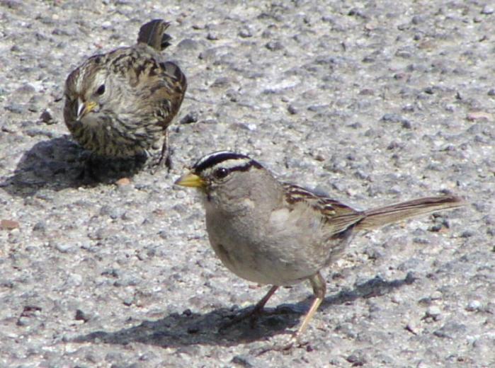 [White-crowned sparrow]