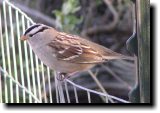[ White-crowned sparrow ]