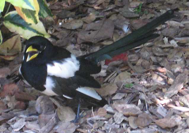 [Yellow-billed magpie]