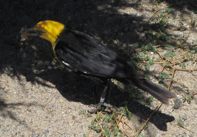 [Yellow-headed blackbird]