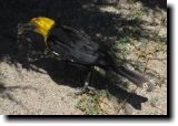 [ Yellow-headed blackbird ]
