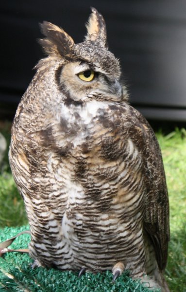 [Great horned owl]