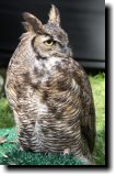 [ Great horned owl ]