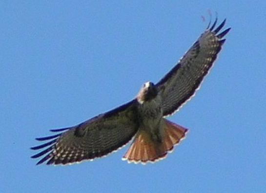 [Red-tailed hawk]